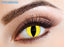 Eyecasions Contact Lenses (Feline)